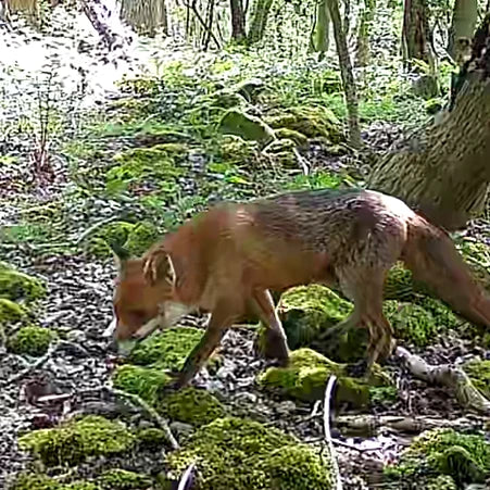 A fox on a video from a camojojo trail camera