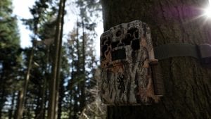 NatureSpy Browning Camera Trap Set-up on Tree in Wales