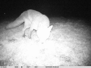 NatureSpy Camera Trap Support - Placement Fails & Mistakes Example - Image Bleaching : Burnout