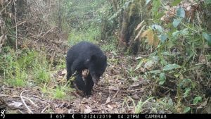 NatureSpy Supporting Rainforest Concern - Andean bear caught on camera trap in South America