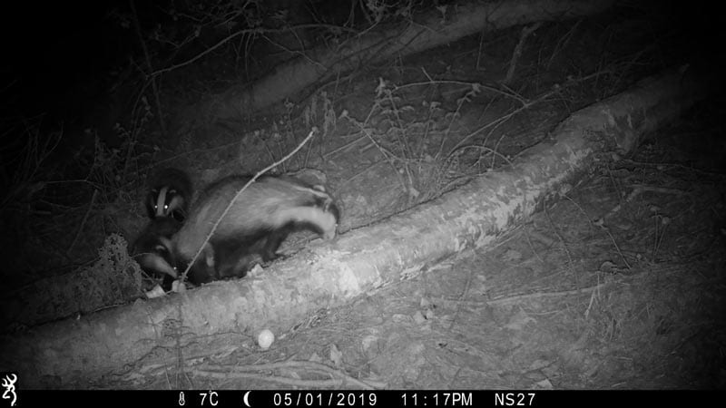 Badger and cubs