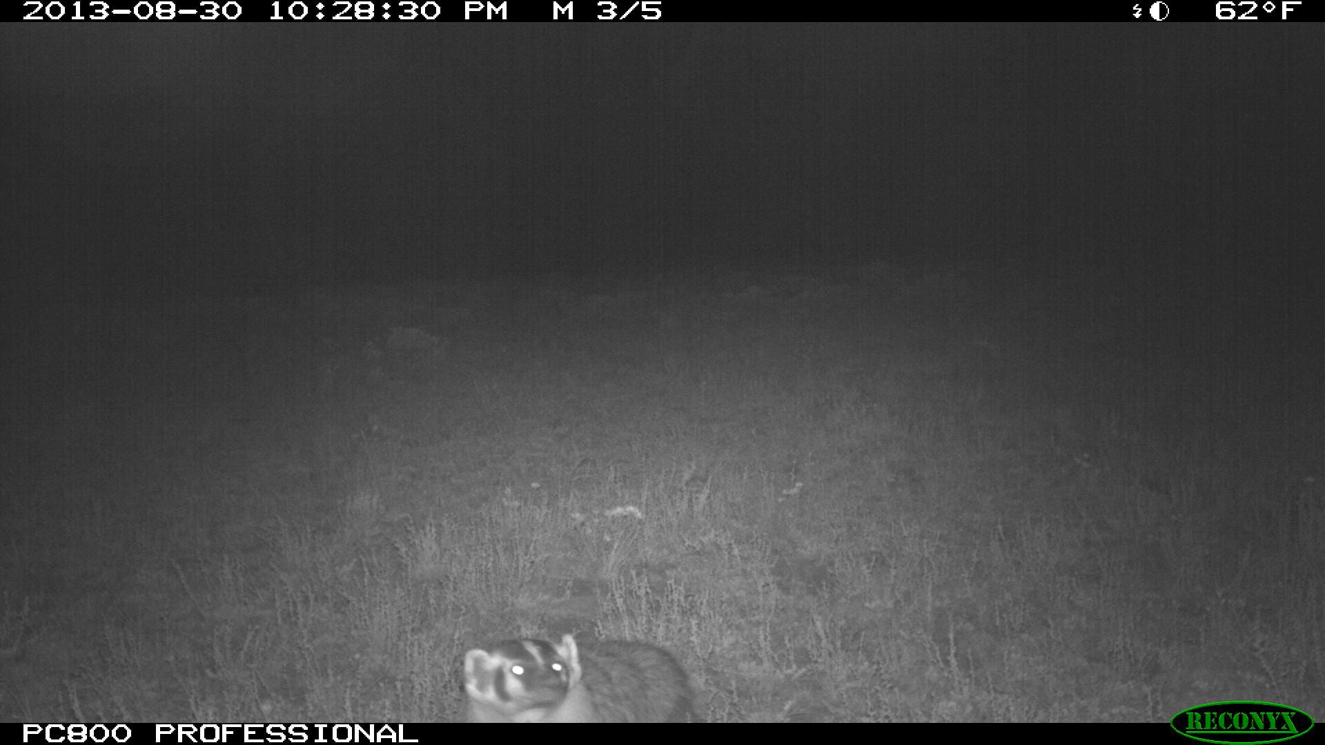 American badger colorado camera trap