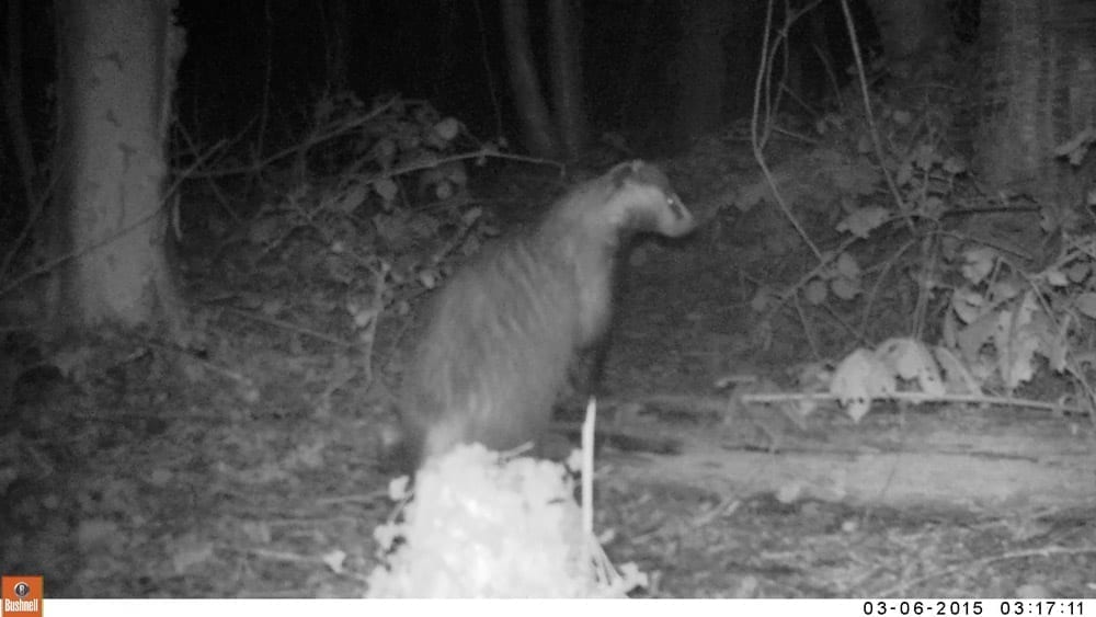 Badger behaviour camera trap