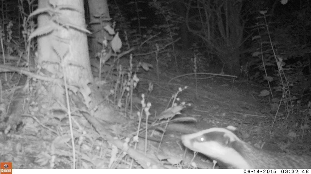 A rare american badger on the camera traps.