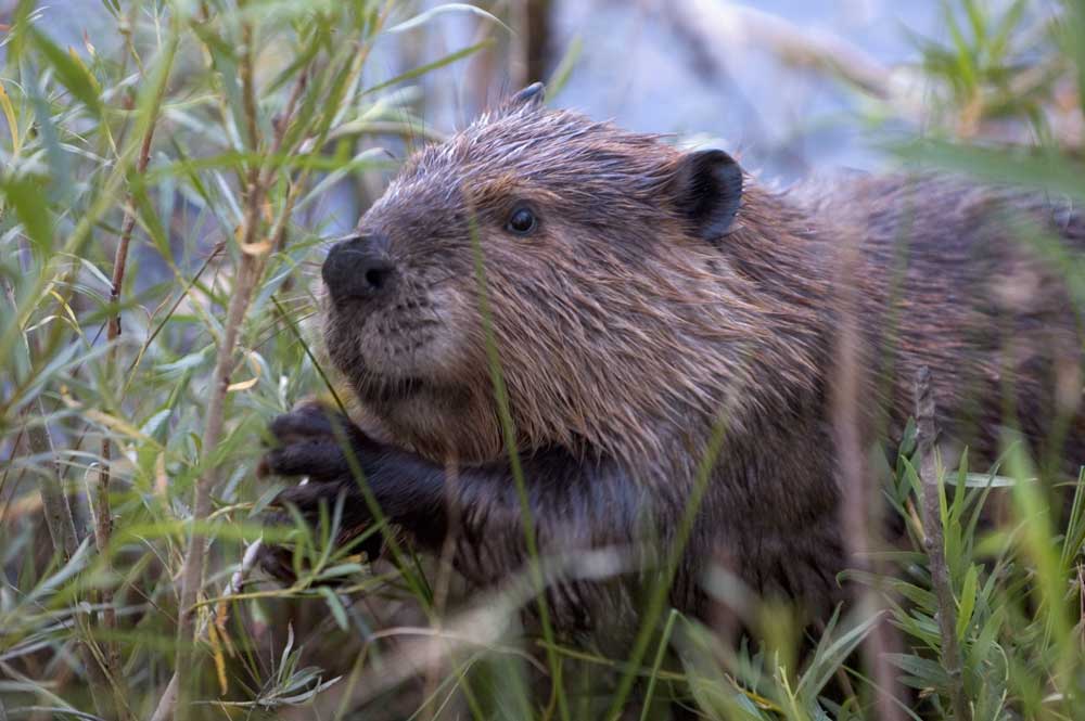 The future of Scottish beavers will be decided soon. (Image: Chuck Szmurlo)