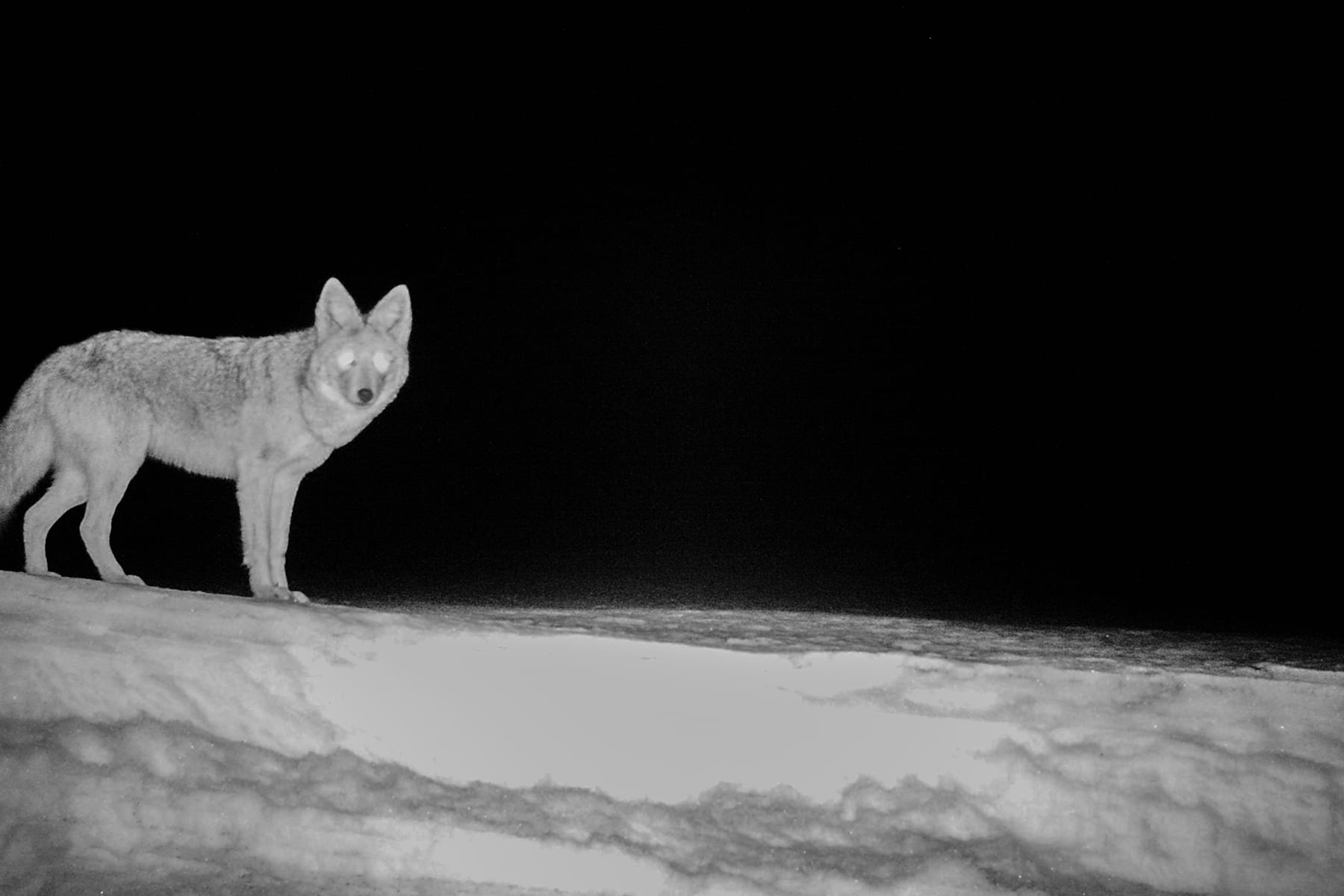 Coyote colorado camera trap