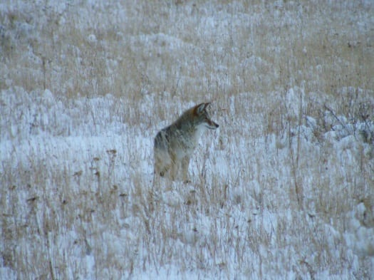 A coyote out hunting Yellowstone