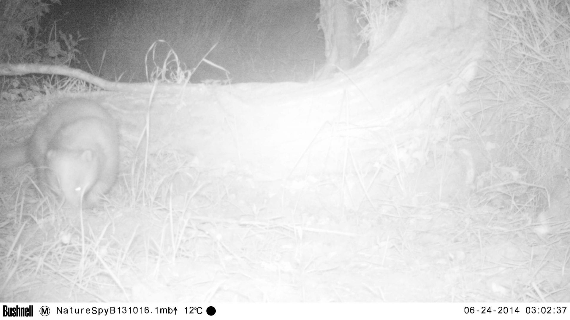 Badger on camera trap