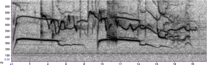 Example spectrogram of multiple wolves howling