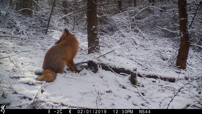 Fox in snow on Browning Recon Force Advantage trail camera