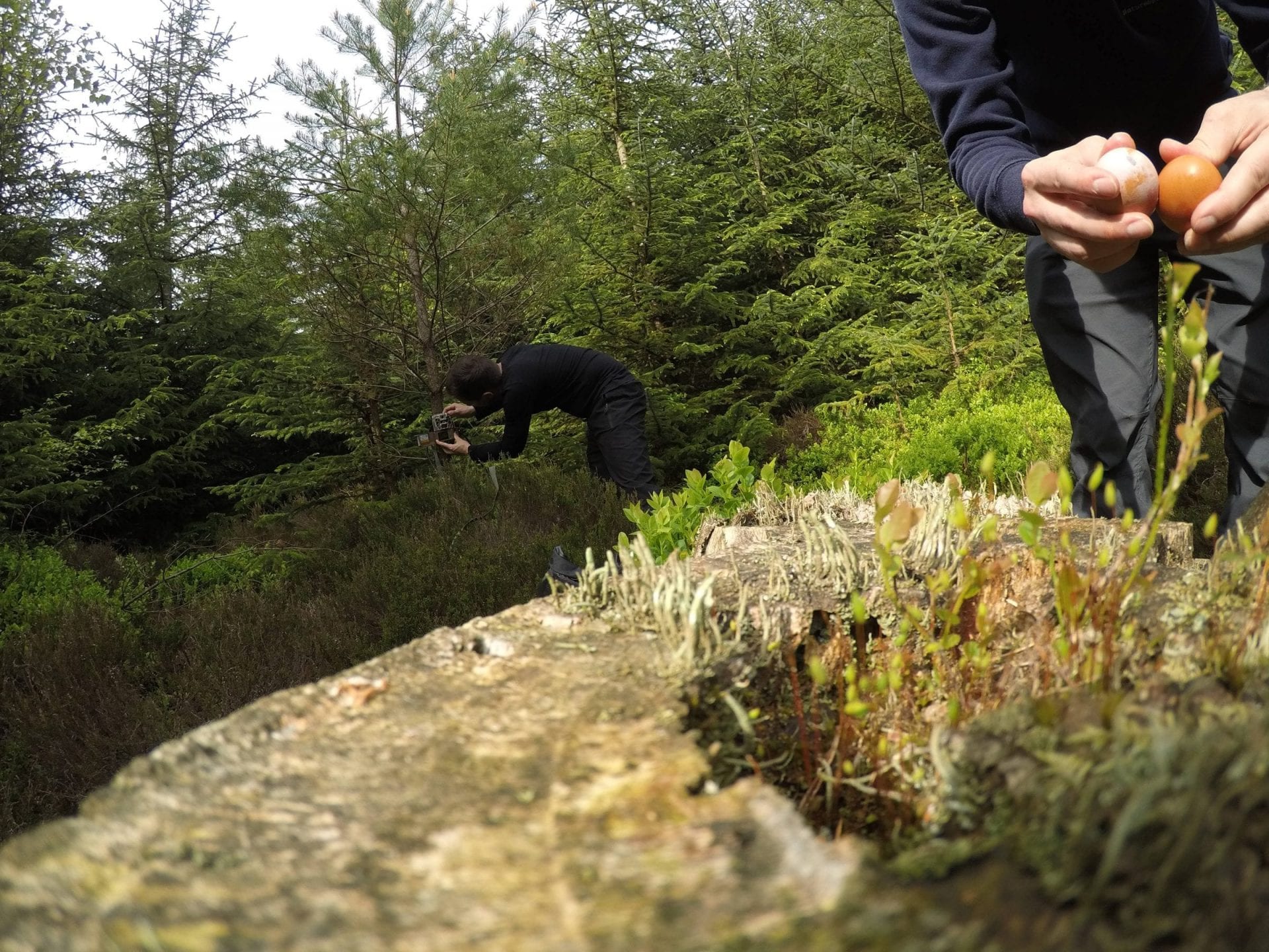 Baiting camera traps for pine marten in Yorkshire