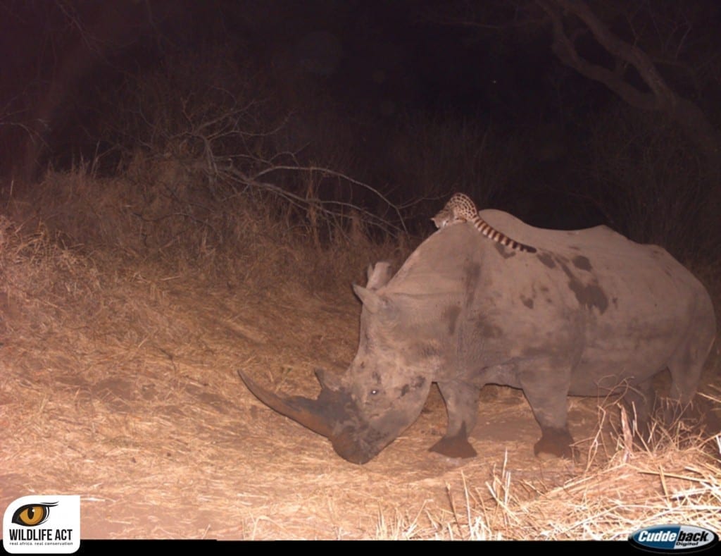 The infamous shot of a genet riding a rhino captured on camera trap by WildlifeACT's Dr Simon Morgan.