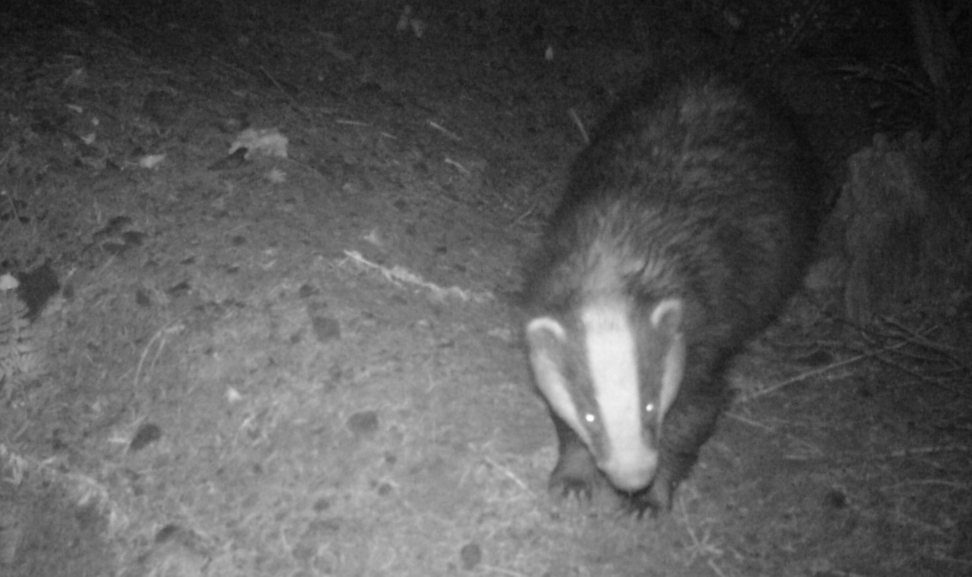 Badger in Yorkshire on wildlife camera trap