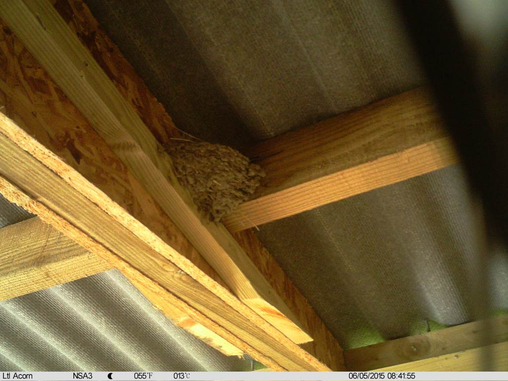 Swallow nest time lapse