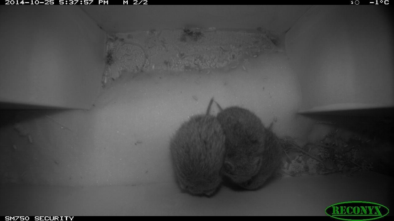 These three grey-sided voles (Myodes rufocanus) are huddling for warmth under the snow.