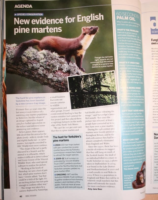 Pine Marten BBC Wildlife Magazine