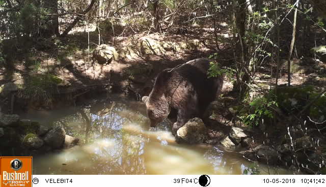 A bear visits the waterhole on camera trap in Croatia