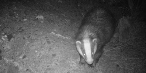 Badger captured on camera trap
