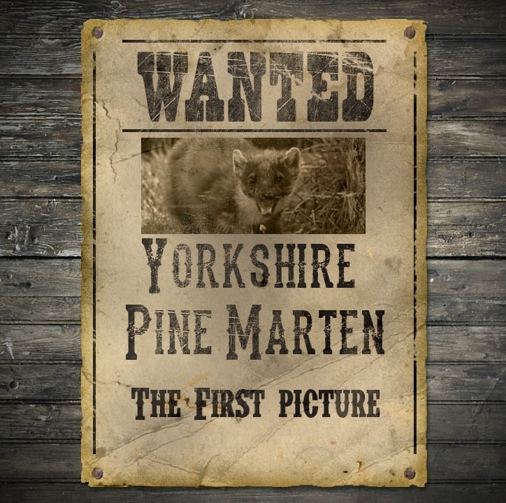 Pine Marten Wanted