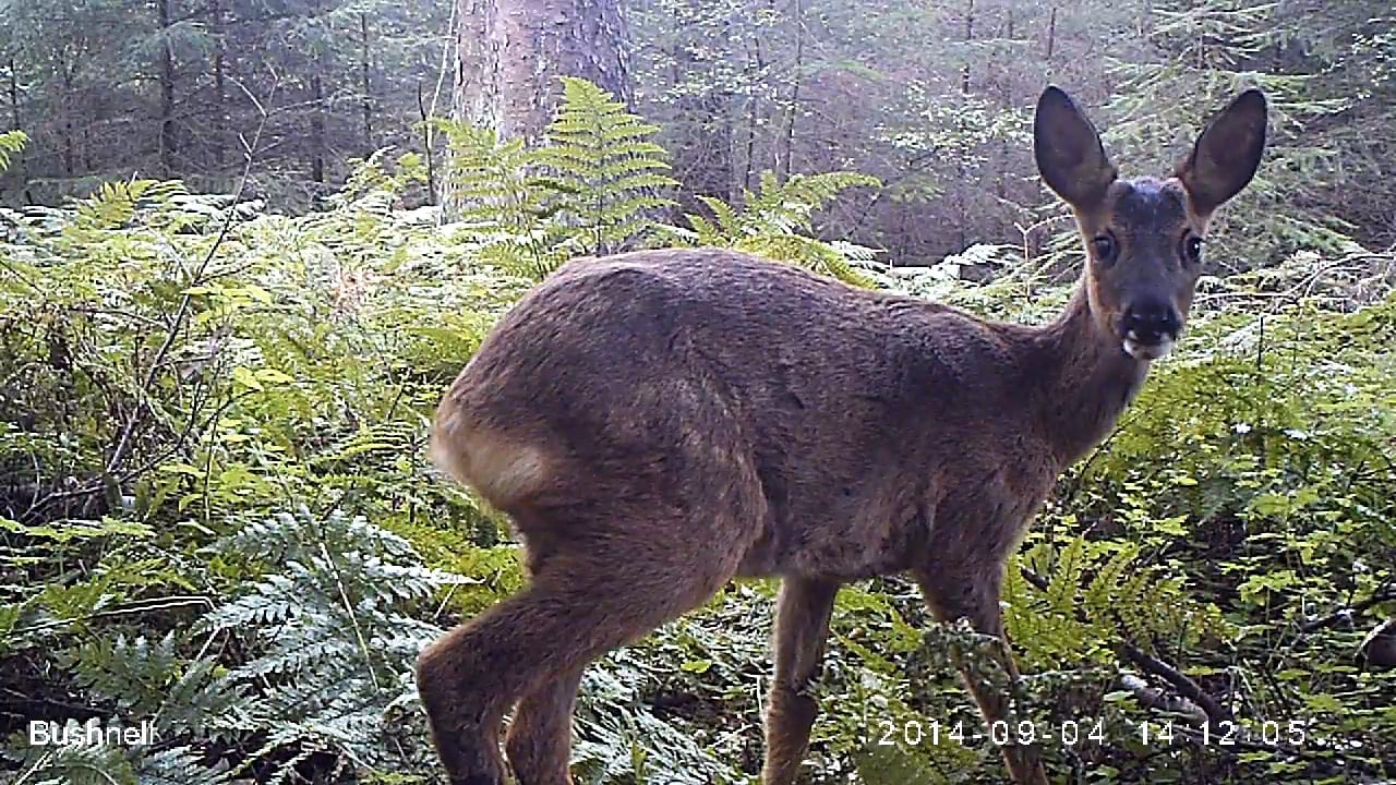 Roe deer captured on NatureSpy's camera trap