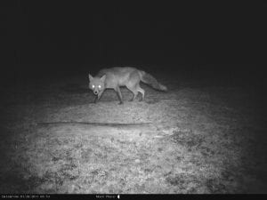Fox caught on trail camera in Yorkshire