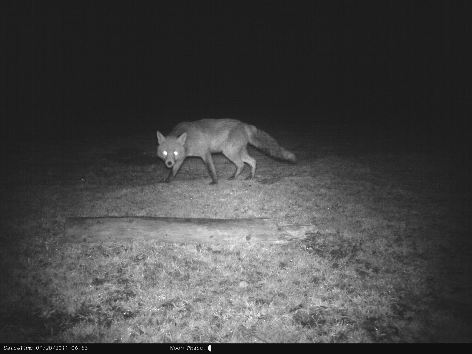 Camera trap fox