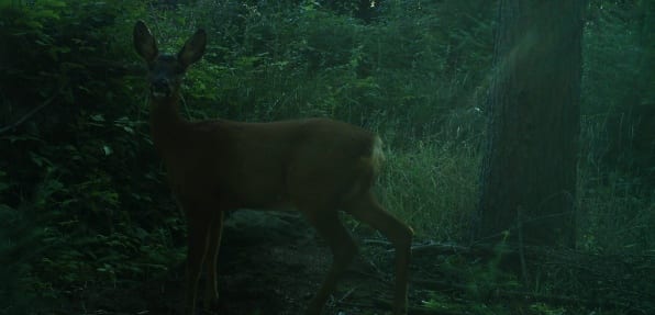 A roe deer caught on wildlife camera trap
