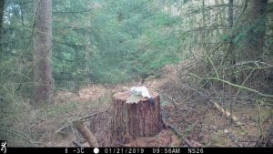 Stoat in ermine on Browning Trail camera