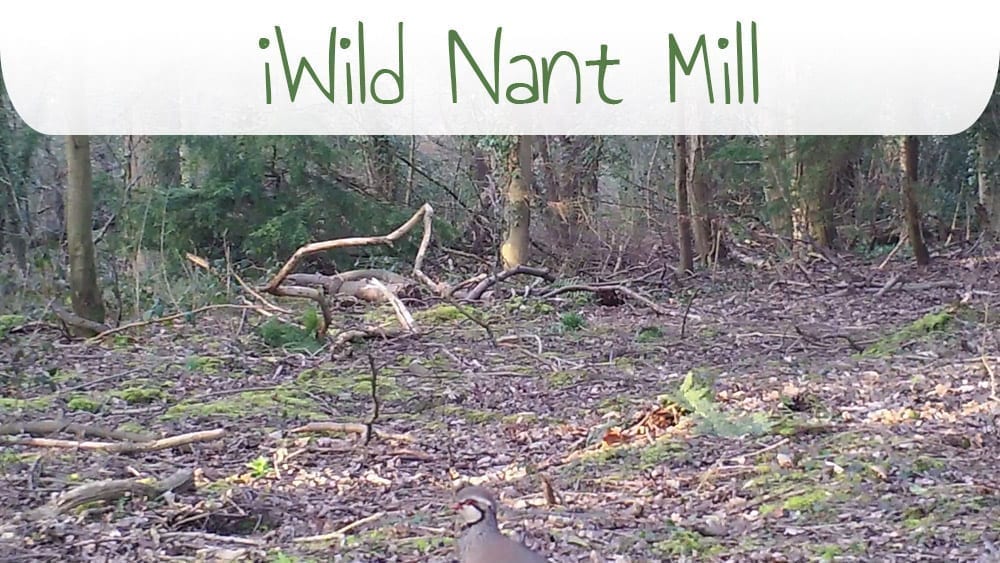 iWild Nant Mill