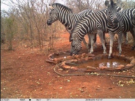A herd of zebra visited the waterhole