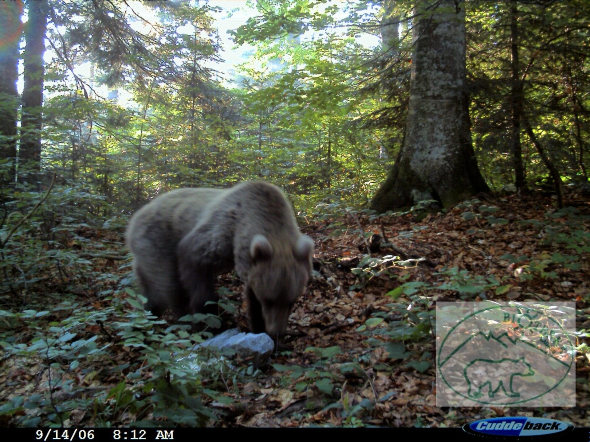 A Eurasian brown bear captured by Bioterra