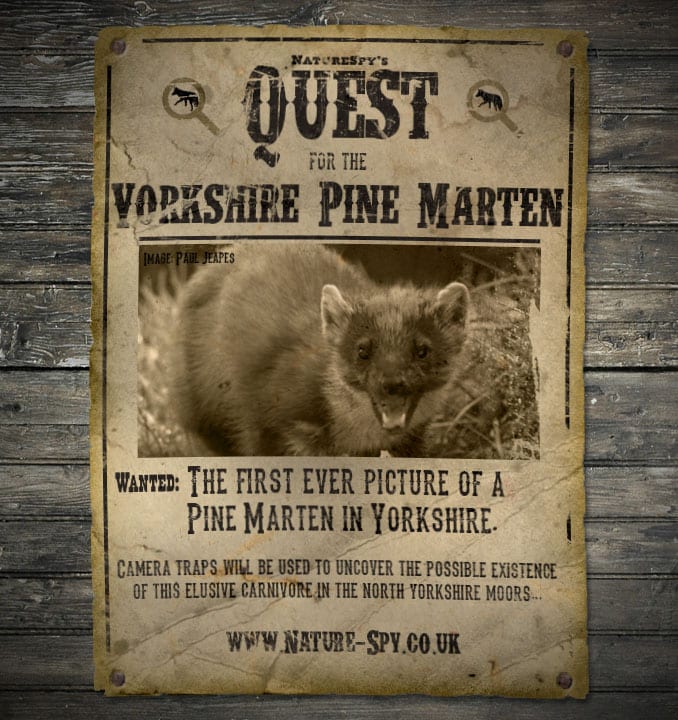 Quest for the Yorkshire Pine Marten