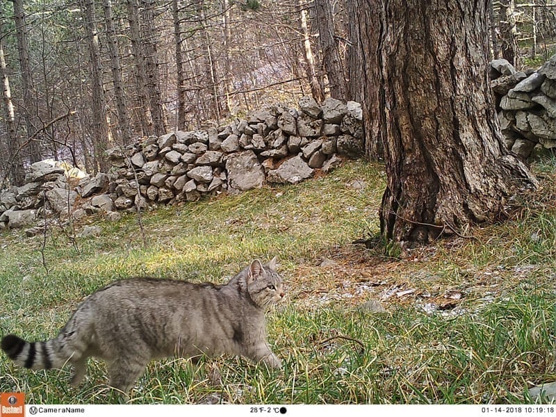 Wildcat-Croatia-Bushnell-camera-trap