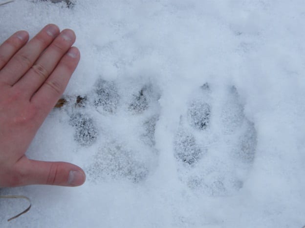 Huge, fresh wolf tracks in the snow