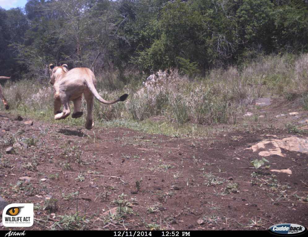 Lion behaviour captured by WildlifeAct and their dedicated volunteers