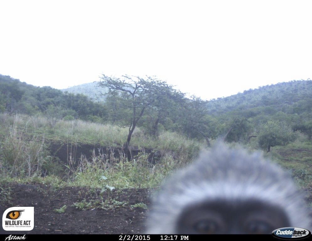 Vertvet monkey selfie captured by WildlifeACT and their dedicated volunteers