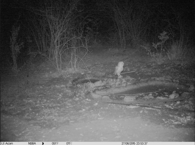 A barn owl also visted to waterhole