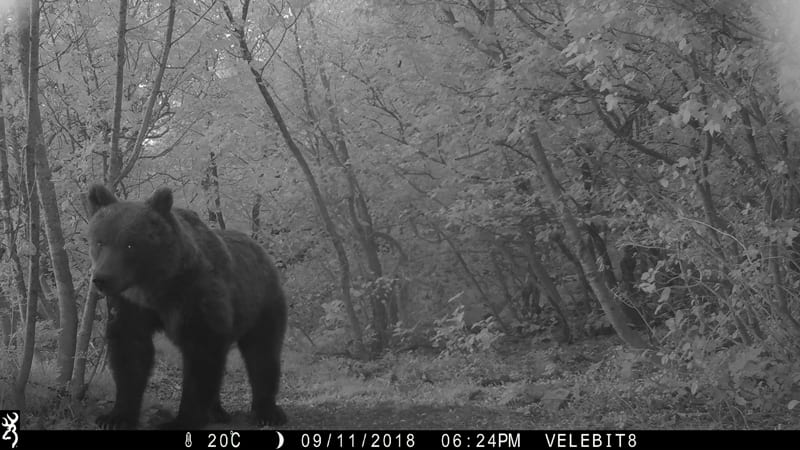 bear Browning Recon Force Advantage trail camera