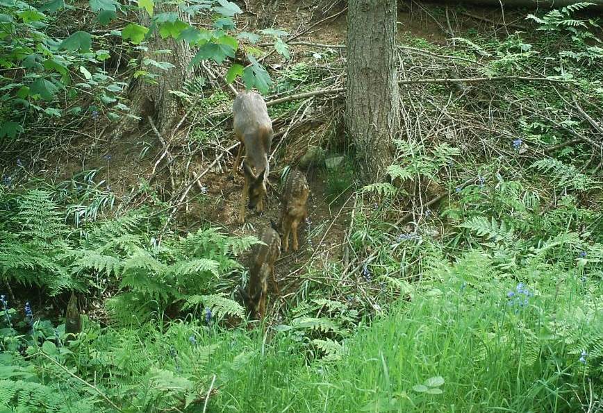 Roe deer on wildlife camera trap