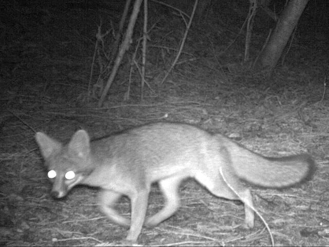 Gray fox on camera trap