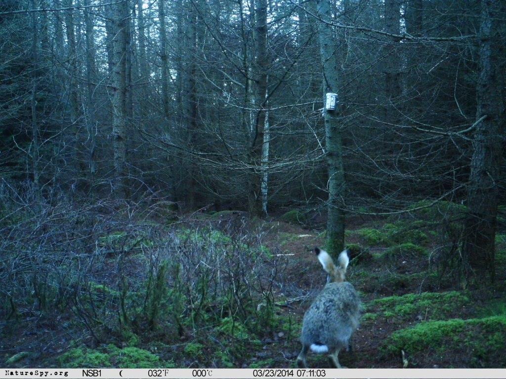 Brown hare on ltl acorn camera tra