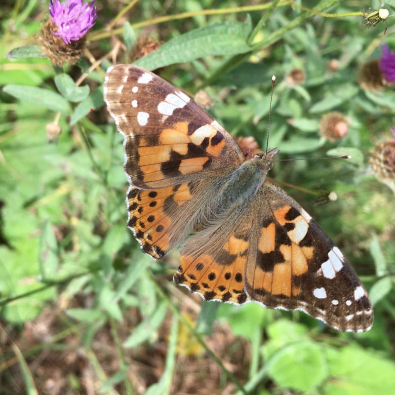Painted Lady butterfly at Dalby Forest