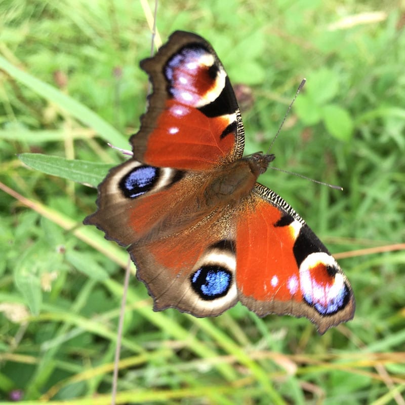 Peacock butterfly at Dalby Forest