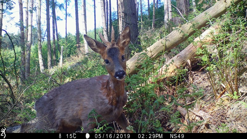 Roe deer Browning Recon Force Advantage trail camera