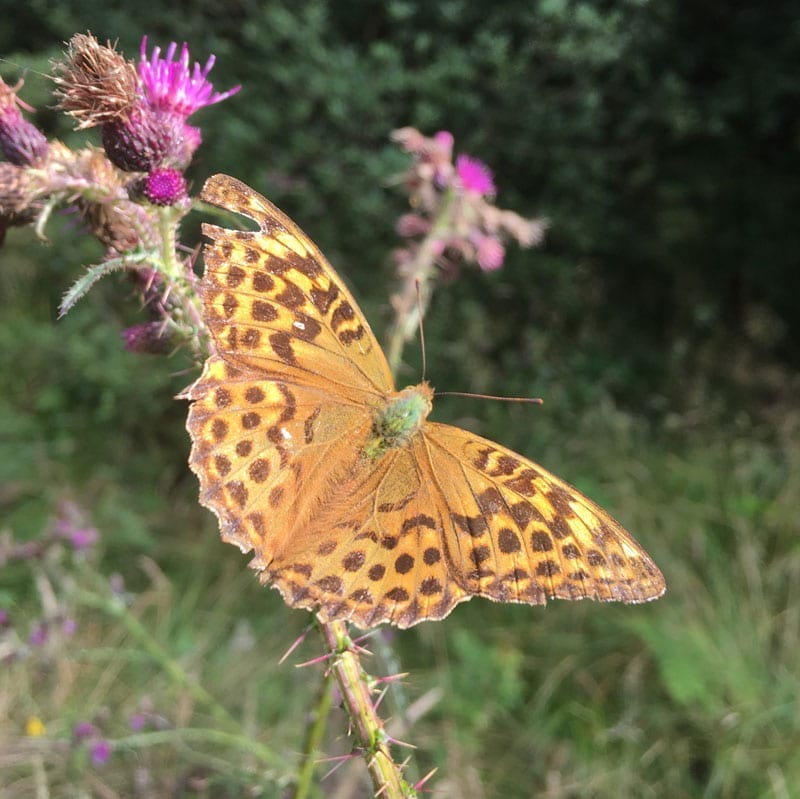 Silver Washed Fritillary at Langdale Forest