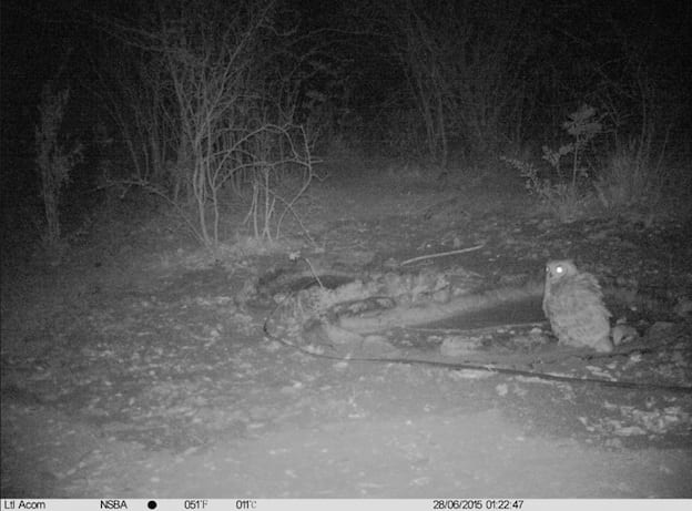 A spotted eagle owl came for a drink