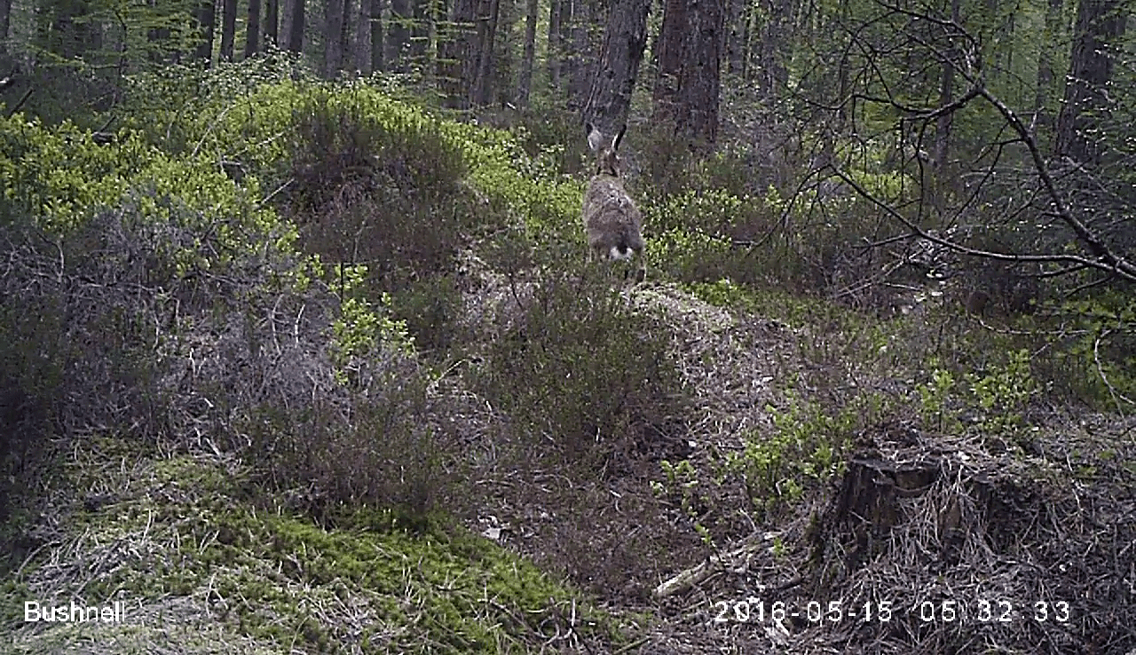 Brown hare on camera trap