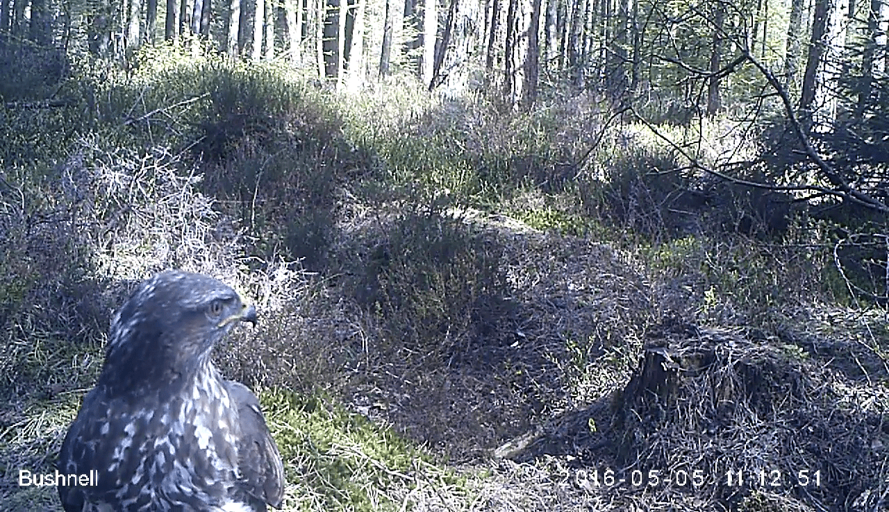 A buzzard on camera trap