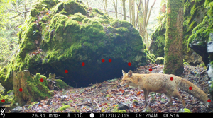 NatureSpy trail camera support - how camera traps work PIR detection zone