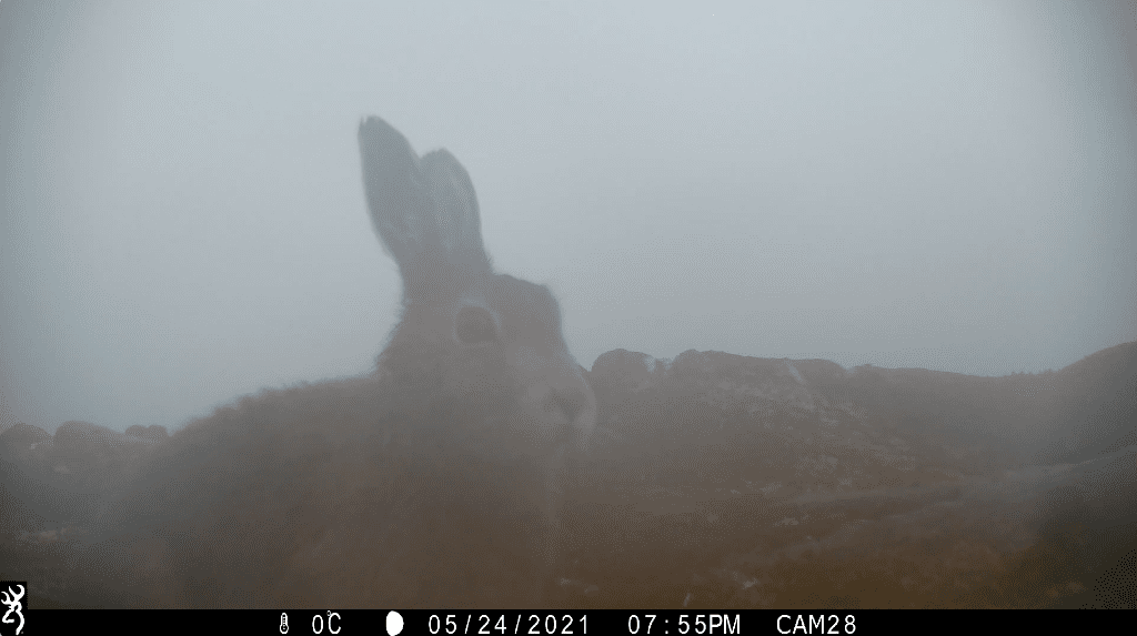Mountain hare on camera trap in Alladale Wilderness Reserve, Scotland